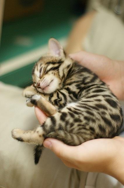 Precious Little Bengal Kitten
