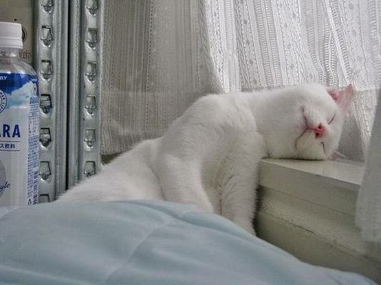 funny_sleeping_cat_picture