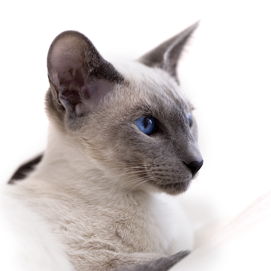 All About Siamese Cats Cat Breeds CatLoversDiary